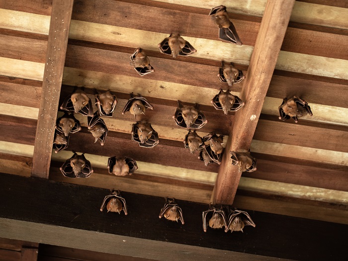 Large group of bats hanging in an attic roof