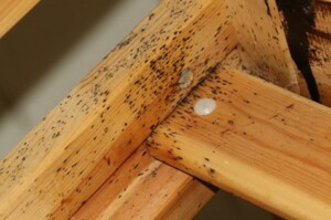 Bed Bug Exterminator in Carmel