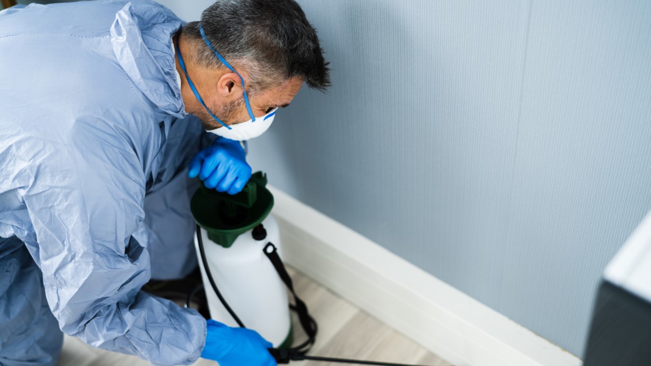 Take a New Approach to Pest Control in Carmel in 2023 Smithereen