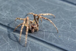 Carmel Pest Control Company