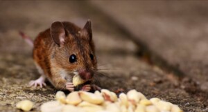 Rodent Control in Carmel