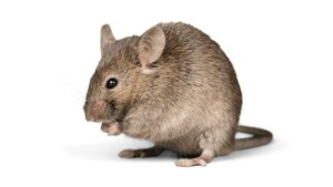 Rodent Exterminator in Fishers