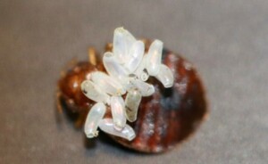 Bed Bug Exterminator in Carmel