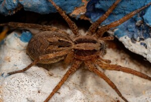 Pest Control in Carmel