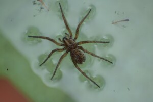 Pest Control in Carmel