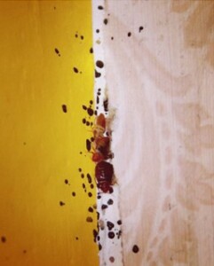 Bug Control in Carmel