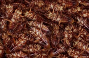 Pest Control Companies in Carmel