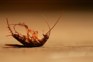 Pest Control Companies in Carmel