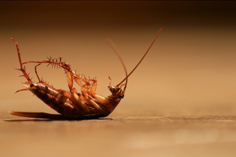 Pest Control in Carmel