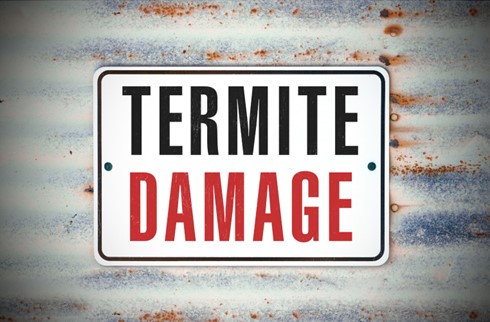 Termite Extermination Company in Fishers