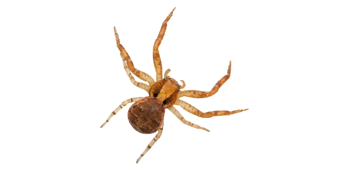 Pest Control Companies in Carmel