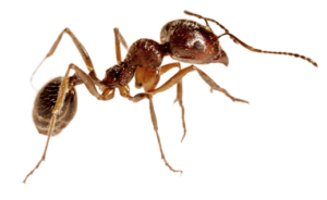 Residential Pest Control in Carmel