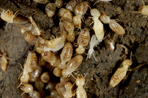 Pest Control in Carmel