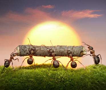 Pest Control in Carmel