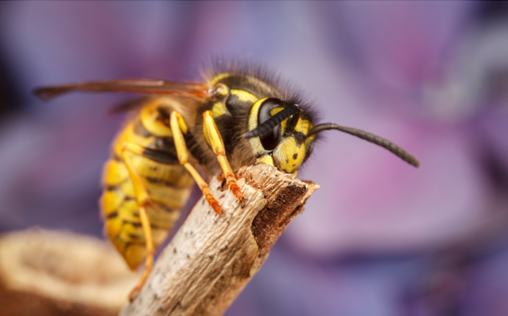 Pest Control in Carmel