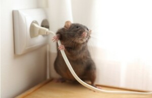 Pest Control in Carmel