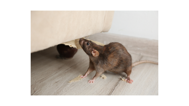 Indianapolis Pest Control