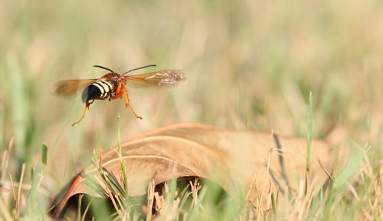 Pest Control in Carmel