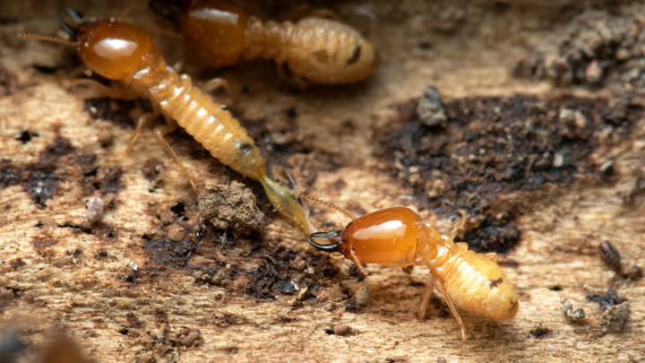 Termite Control in Indianapolis: What We’d Tell a Friend--If you’ve never had termites before, consider yourself lucky. These little things are sneaky. Most people don’t even know they have them until there’s real damage—like crumbling trim, sagging floors, or even doors that don’t shut right.