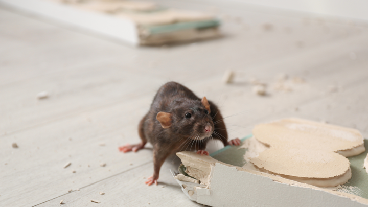 Rodent Control in Indianapolis: Why You Can't Ignore the Early Signs--You hear a scratch in the wall. Maybe you spot something dart across the garage floor. It’s easy to shrug it off and hope it’s no big deal.