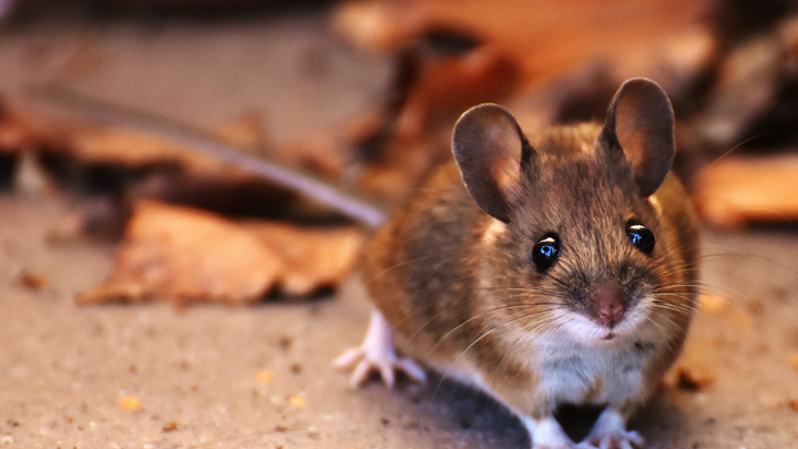 Why You Shouldn’t Wait to Call a Rodent Exterminator in Indianapolis
Why You Shouldn’t Wait to Call a Rodent Exterminator in Indianapolis--When you spot a mouse or rat in your home, it’s easy to hope it’s just a fluke.