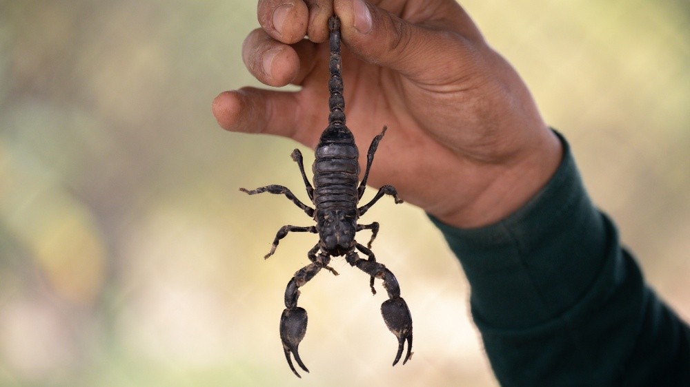 Residential Pest Control in Indianapolis: Why It’s Not Just About Bugs
Residential Pest Control in Indianapolis: Why It’s Not Just About Bugs--You know that feeling when you walk into your home and just... breathe? Everything feels safe. Comfortable. Yours. Pests ruin that.