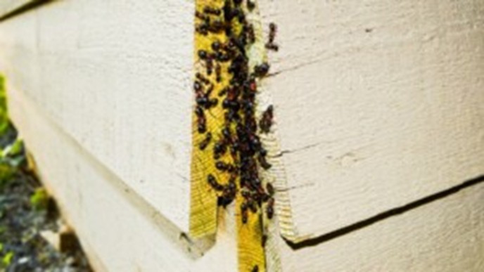 TLeawood Commercial Pest Control Company

