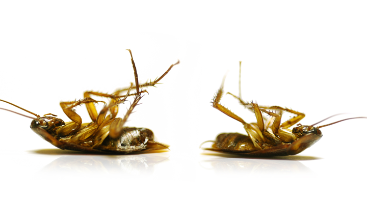 https://www.smithereen.com/blog/whats-actually-included-in-pest-services-in-kansas-city/