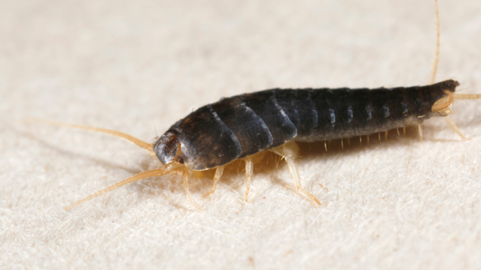 Residential Pest Control in Kansas City