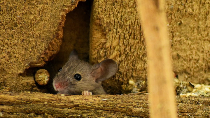 Rodent Control in Indianapolis