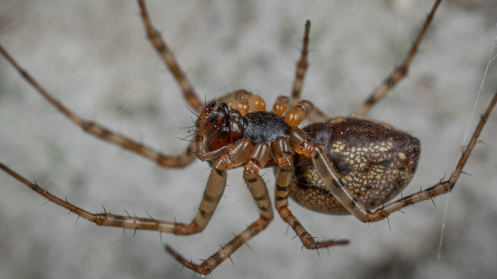 Pest Control Company in Kansas City