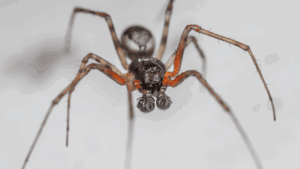 Pest Services in Kansas City