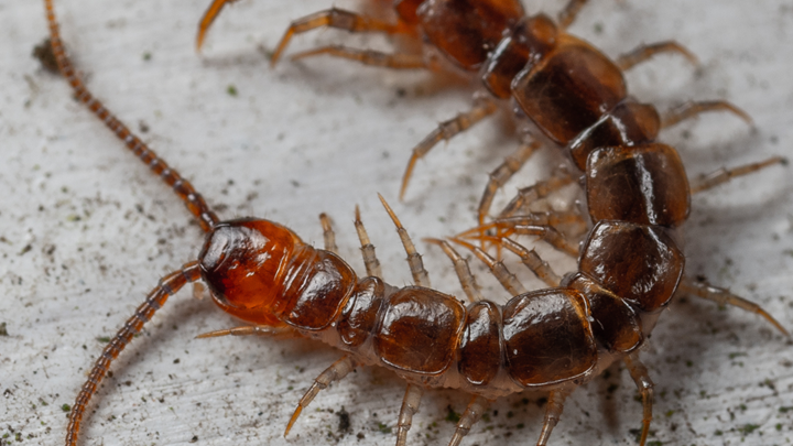Kansas City Pest Control Company