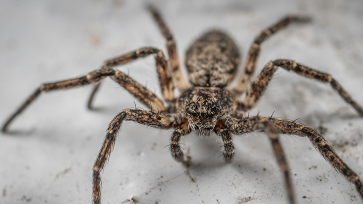 Residential Pest Control in Kansas City