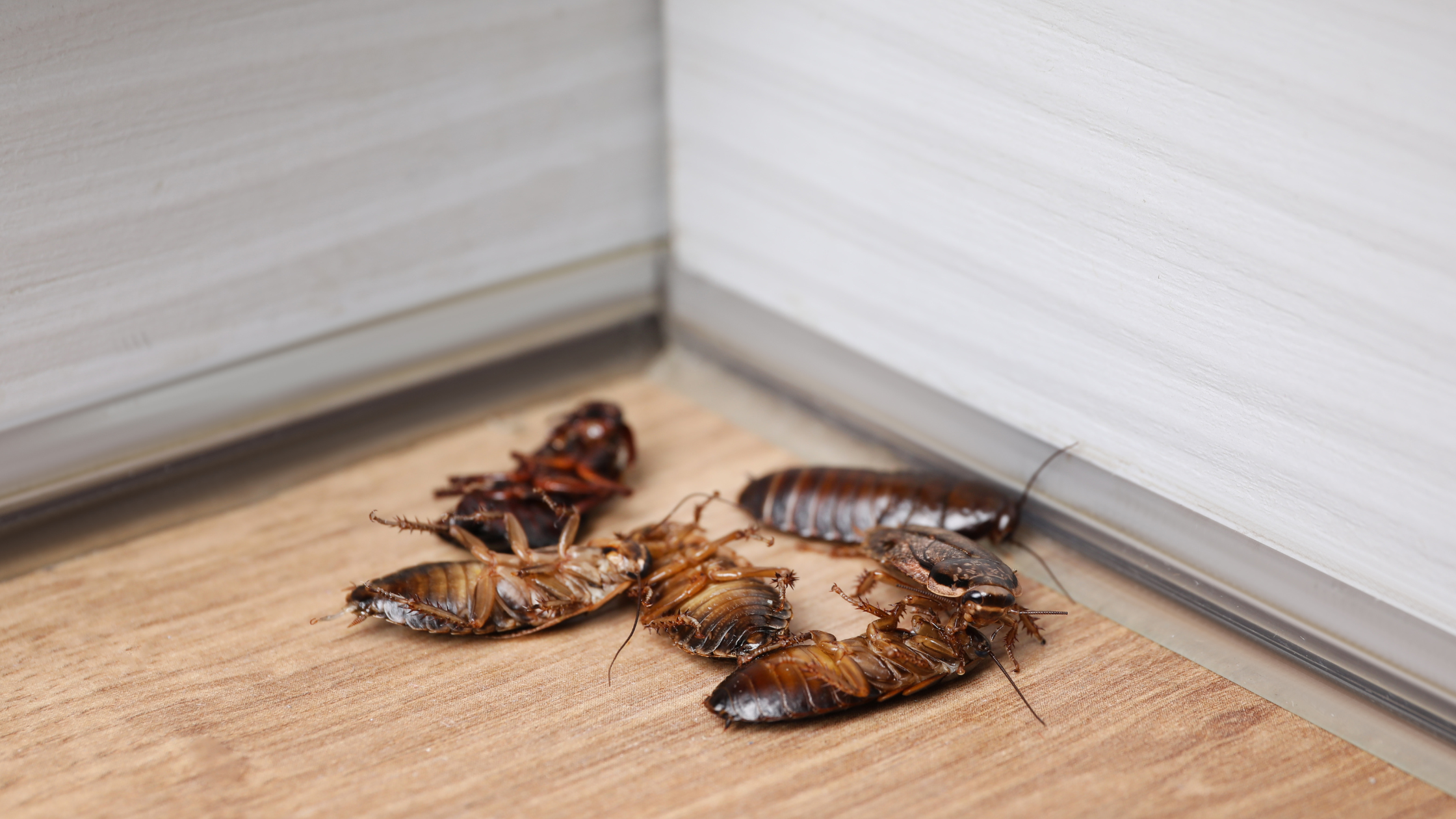 Kansas City Rodent Exterminator 