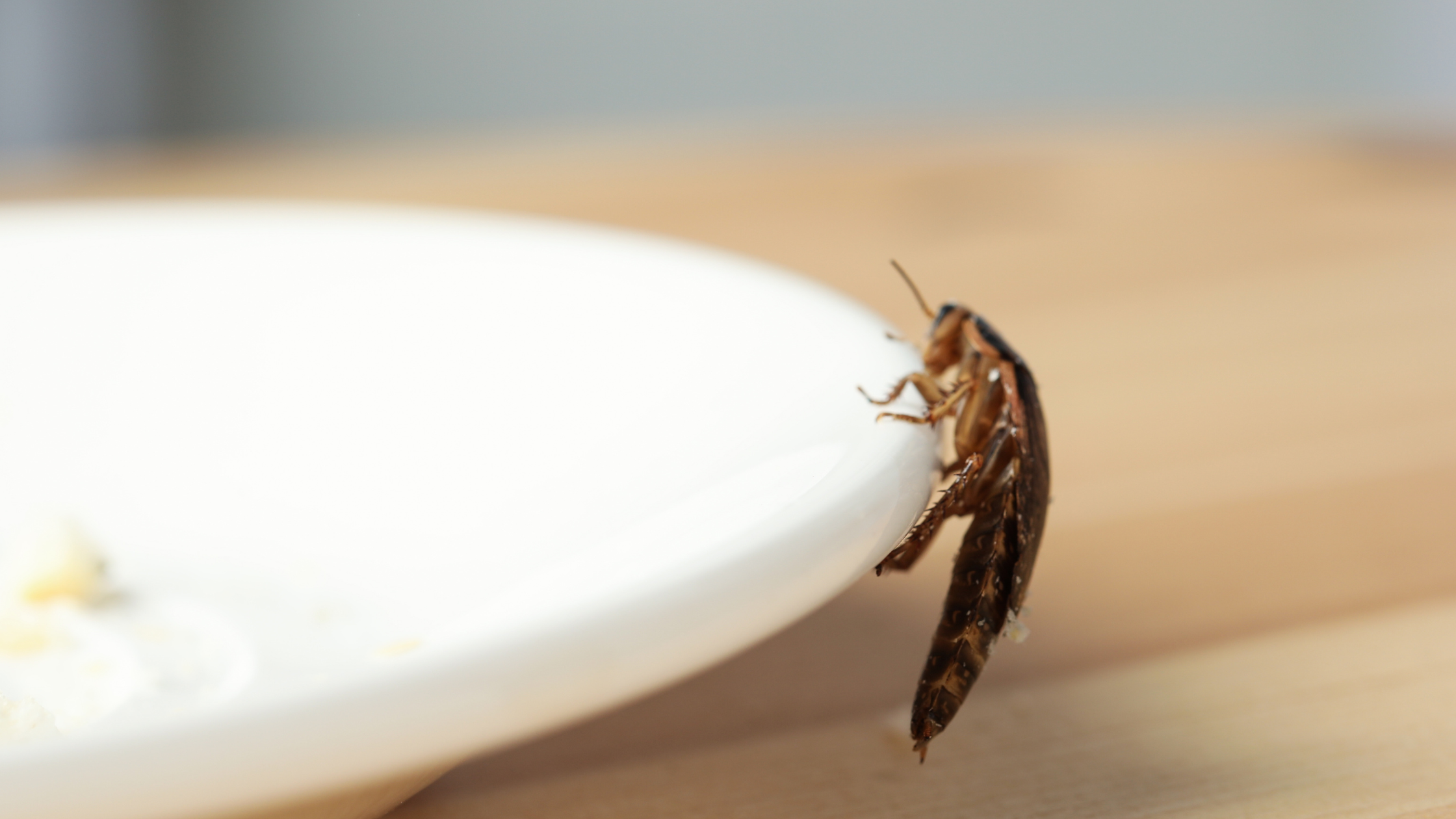 Kansas City Commercial Pest Control Company 