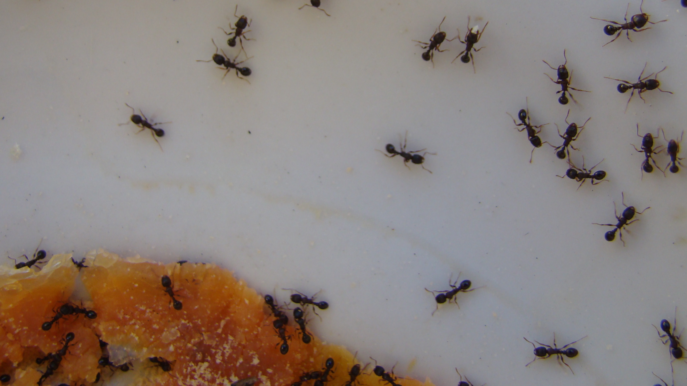 Pest Control Companies in Kansas City