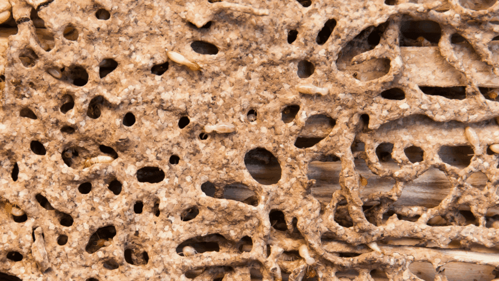 Termite Control in Kansas City