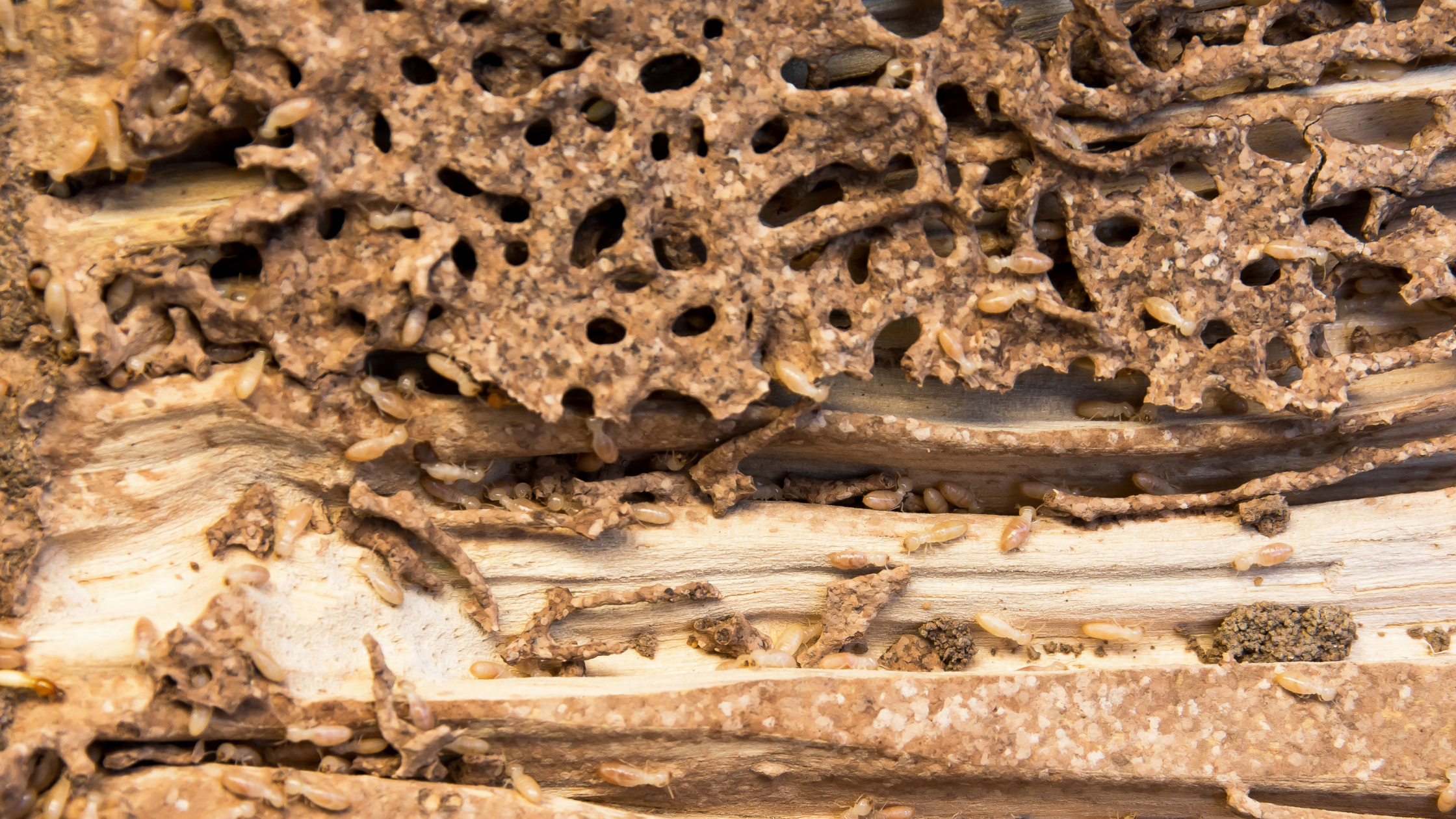 Termite Control in Kansas City