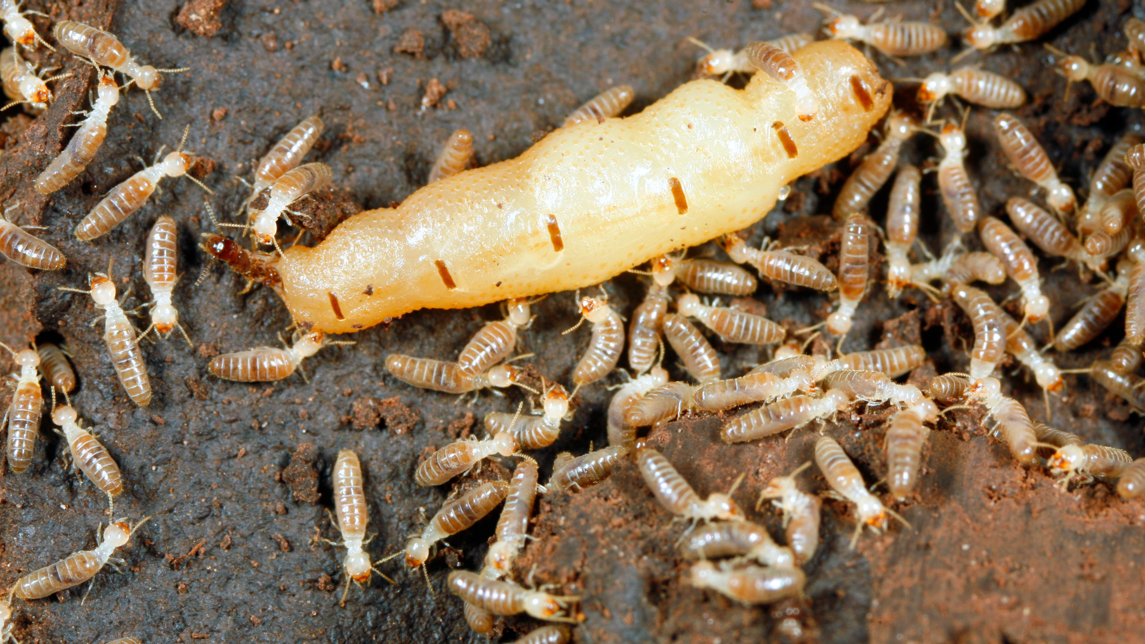 Termite Treatment in Kansas City