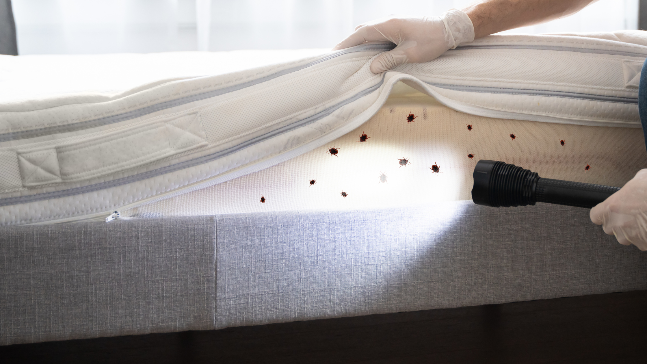 Bug Control in Kansas City