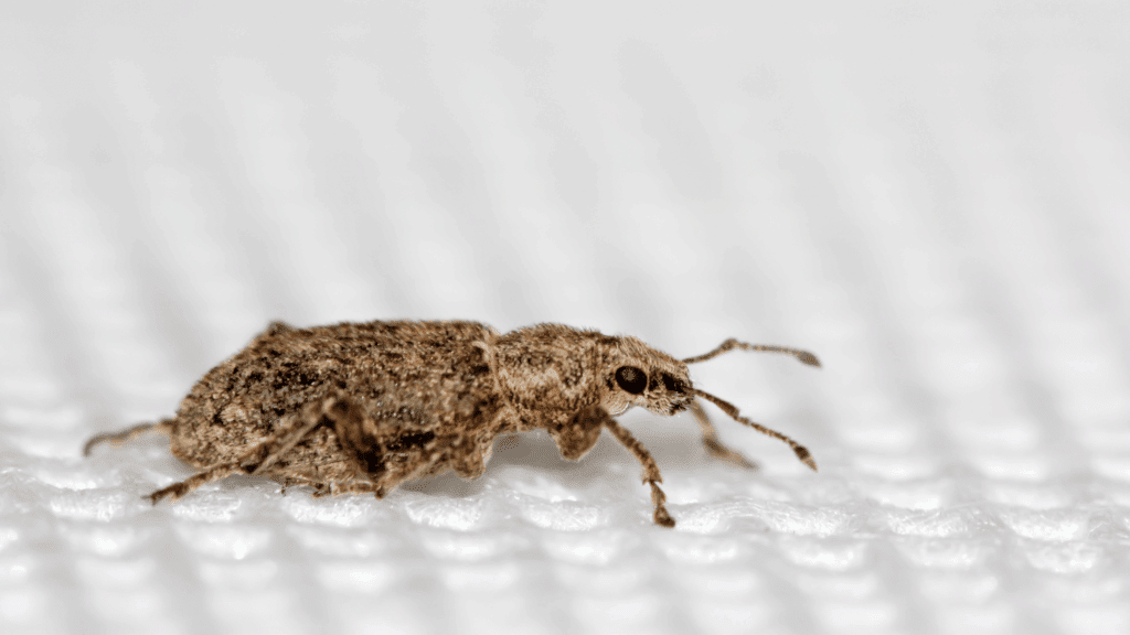 Bed Bug Exterminator in Kansas City