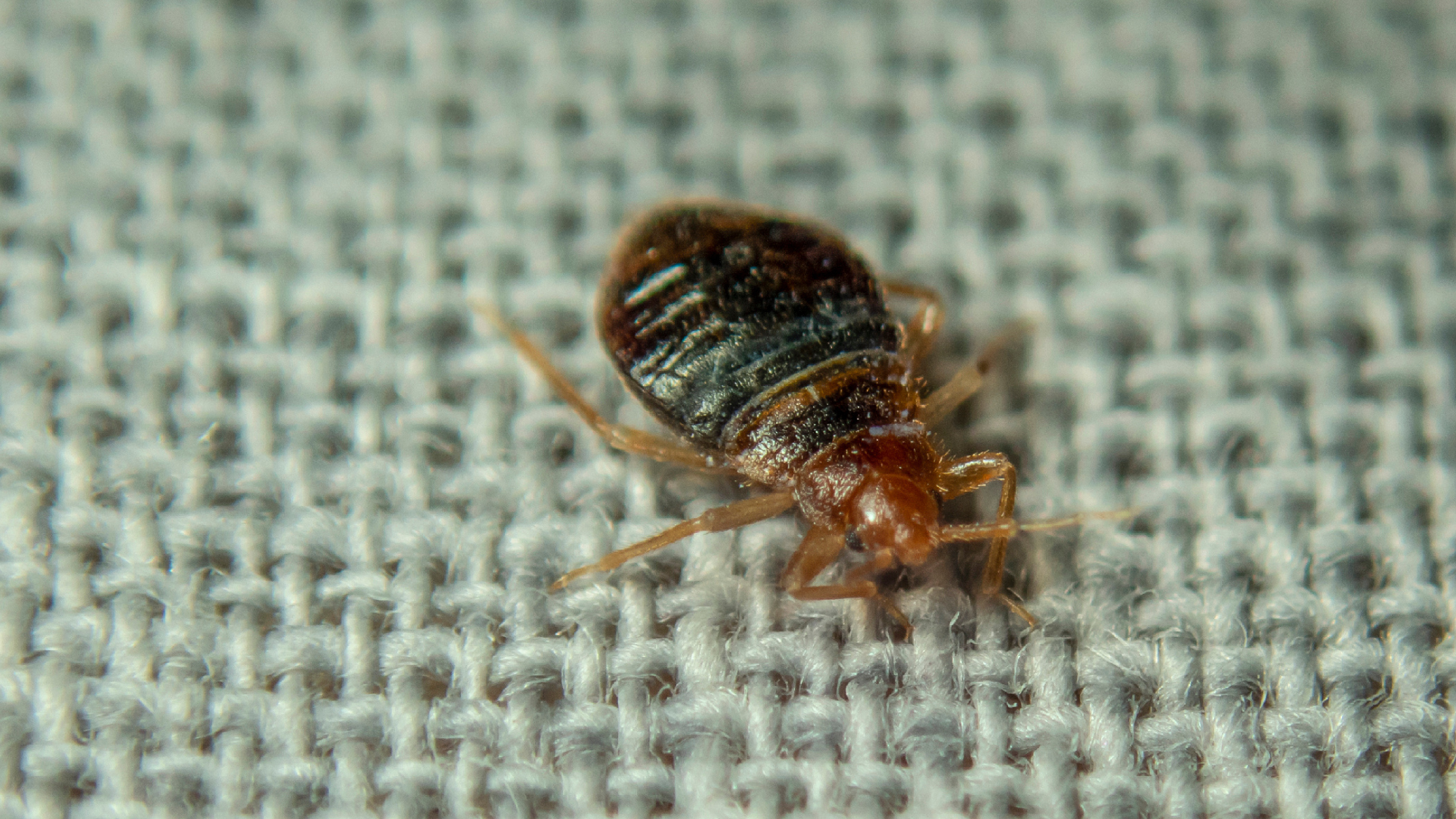Bed Bug Exterminator in Kansas City