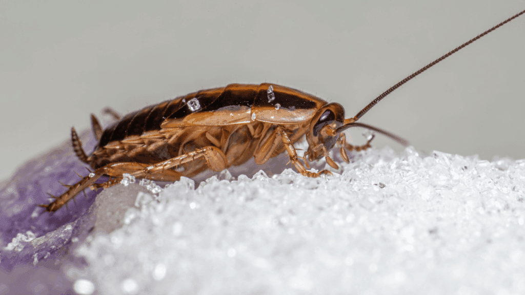 Commercial pest control in Kansas City