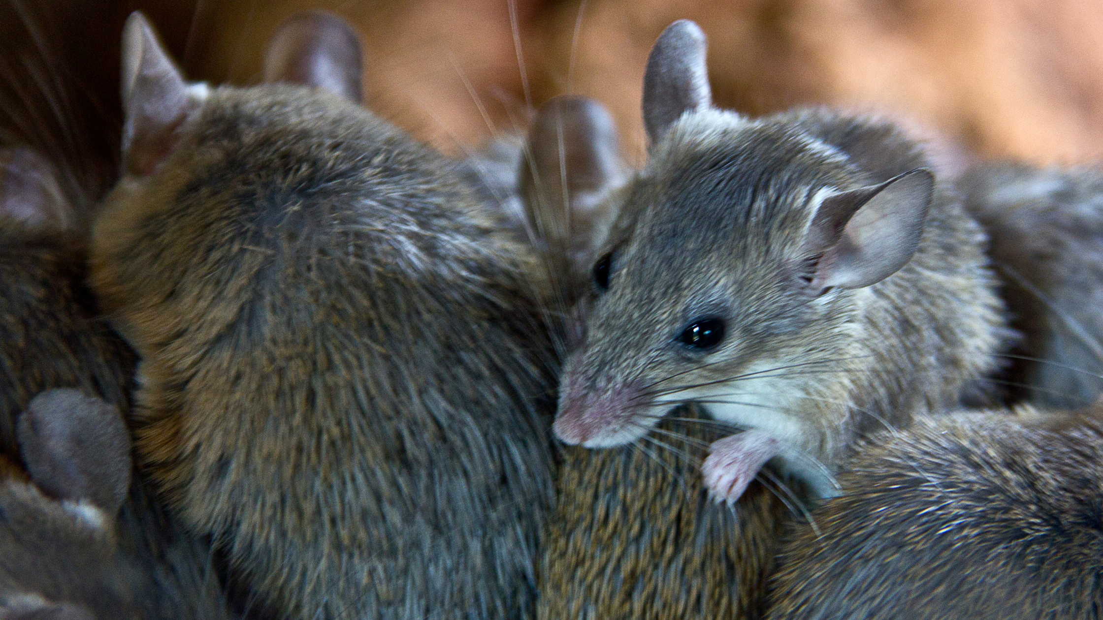 Rodent Exterminator in Kansas City