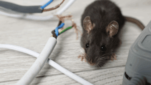 Bug Control in Kansas City