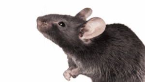 Kansas City Rodent Exterminator