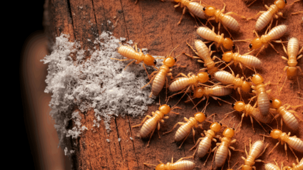 Termite Treatment in Kansas City