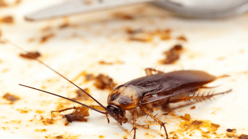 Pest Control in Kansas City