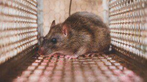 Rodent Control in Kansas City